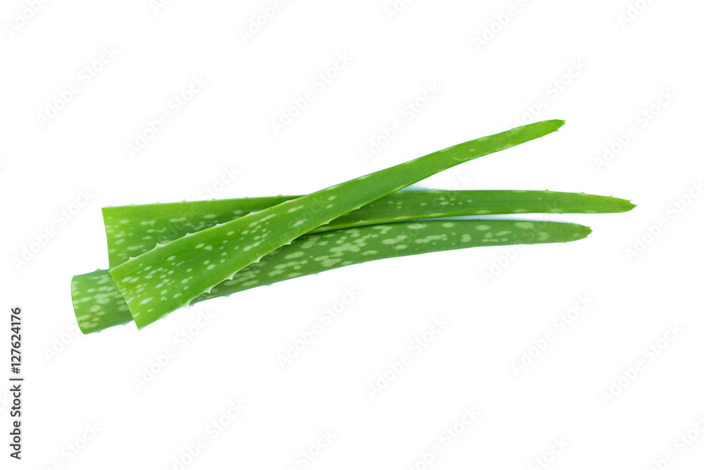 Obraz premium Aloe vera isolated on white