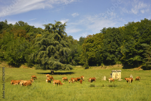 Vaches au pré et forêt du Périgord vers les Eyzies (24620), département de Dordogne en région Nouvelle-Aquitaine, France	