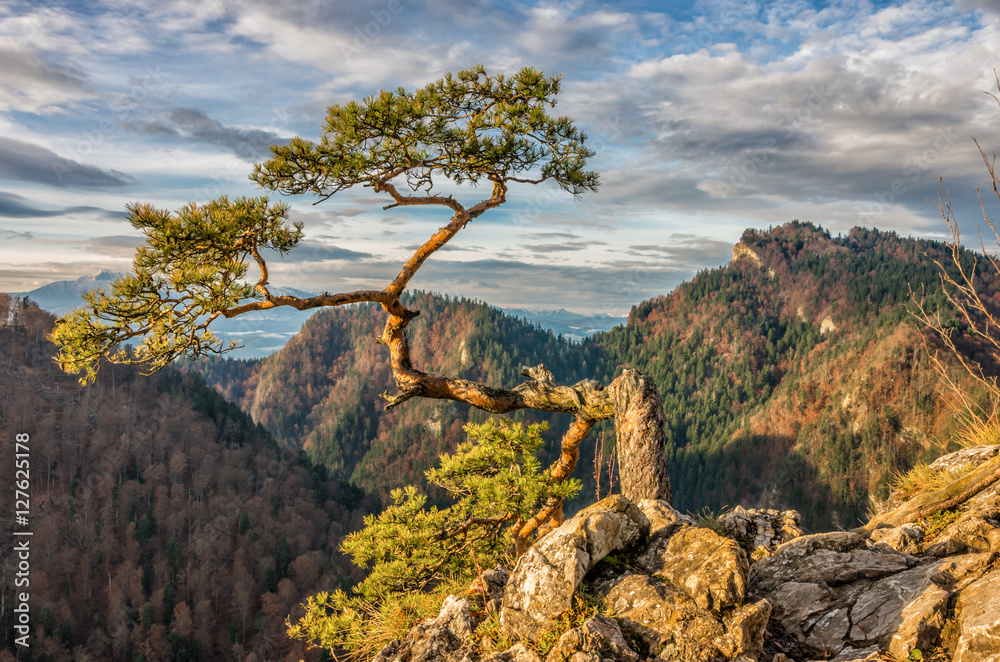 Dwarf pine tree on Sokolica peak, Pieniny, Poland - obrazy, fototapety, plakaty 