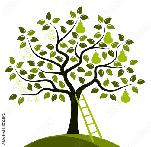 pear tree in two seasons