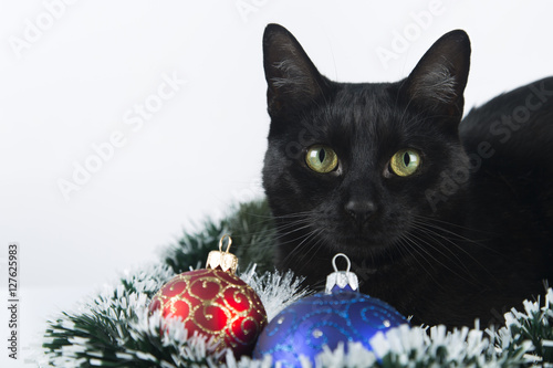 Beautiful black cat lies on the Christmas ornaments, decorations