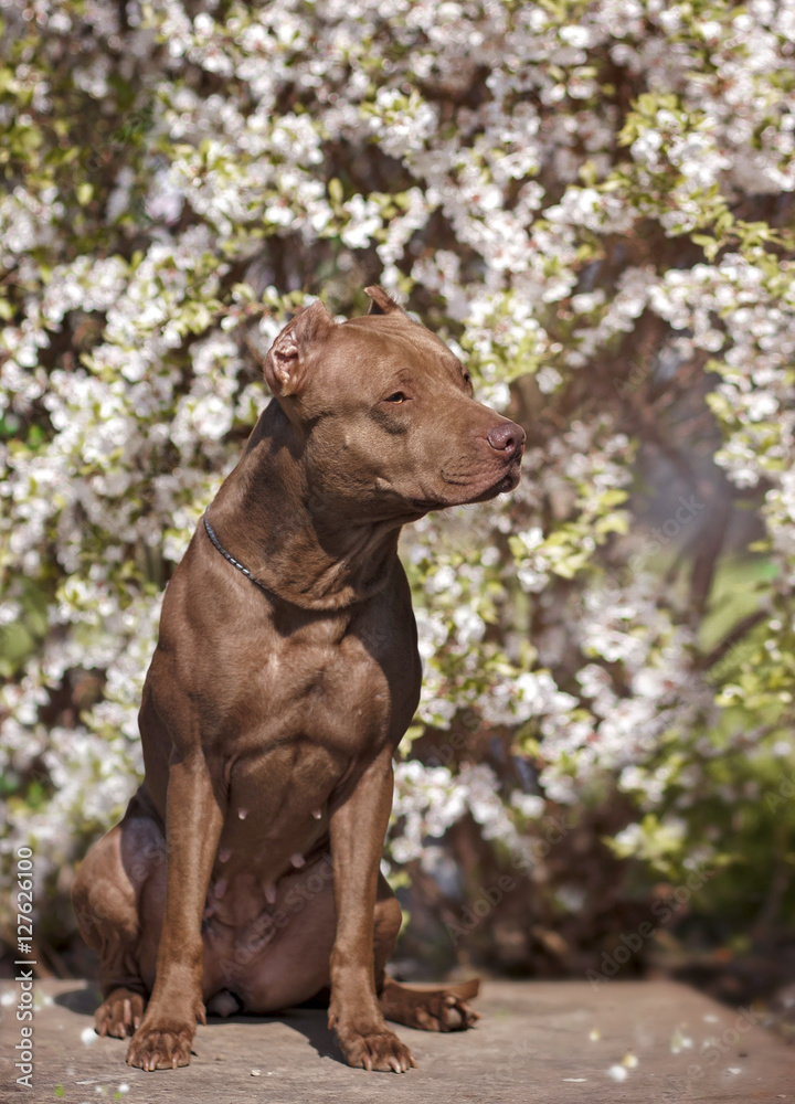 Pitbull with flowers Pitbull with flowers