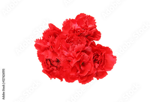 Wallpaper Mural カーネーション Torontodigital.ca