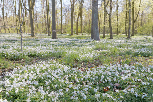 Thousands of wood anemone in the beech forest