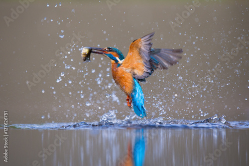 Fotografia Kingfisher Bird