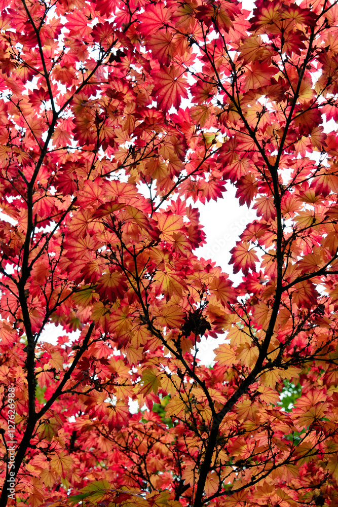 Autumn 'Stained Glass' View of Red, Yellow and Green Leaves Autumn 'Stained Glass' View of Red, Yellow and Green Leaves