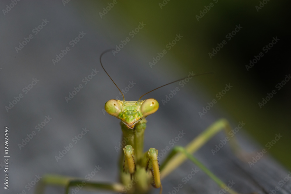 Praying Mantis macro. Close up of this strange looking insect's face.