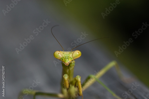 Obraz na płótnie Praying Mantis macro. Close up of this strange looking insect's face. w salonie
