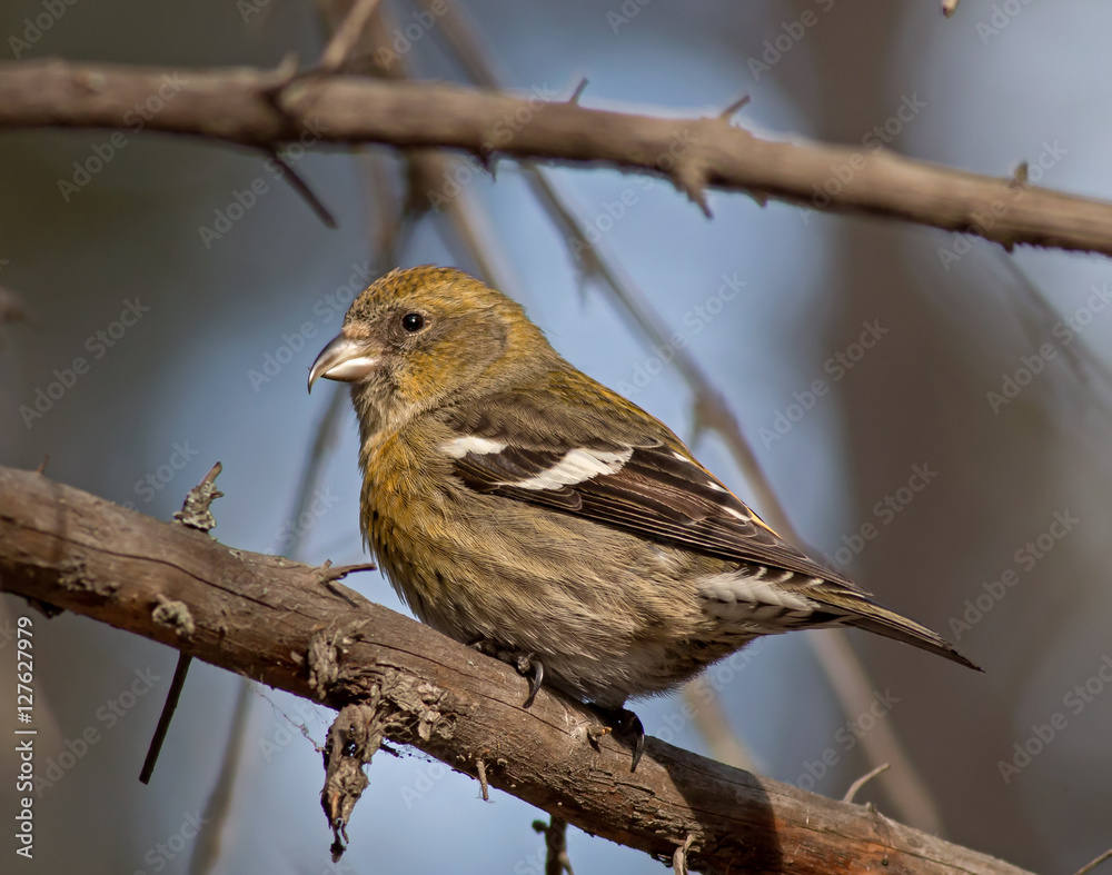 White-winged Crossbill - female White-winged Crossbill - female
