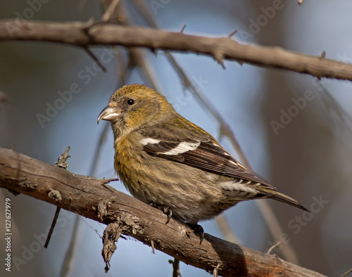 White-winged Crossbill - female photo