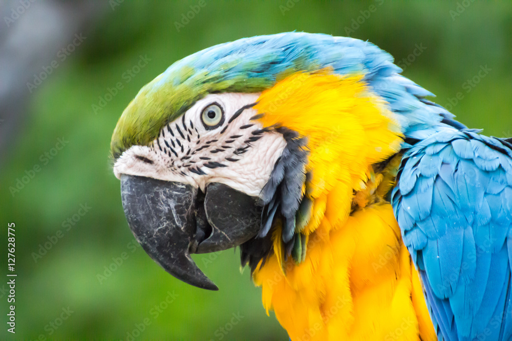 colorful parrot head close up background / Macaw Parrot isolated background.
