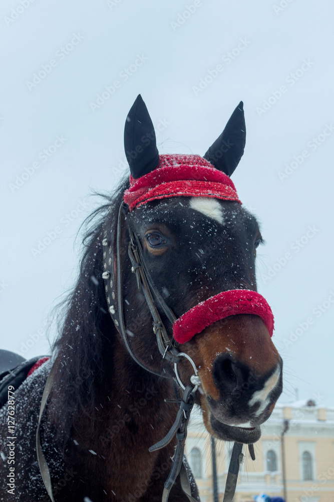 Obraz premium a sad sight horse in winter