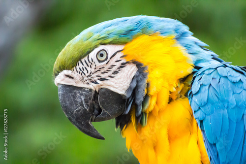 colorful parrot head close up background / Macaw Parrot isolated background.