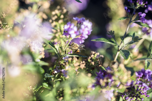 Hidden Bee