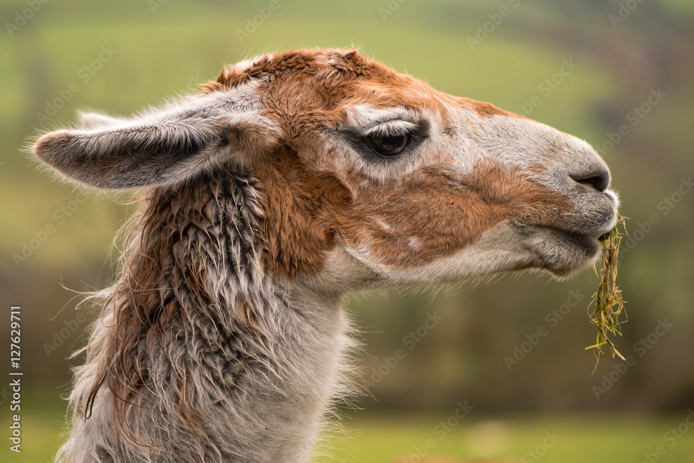Llama head with grass hanging from mouth. Brown and white camelid in profile chewing grass with matted hair