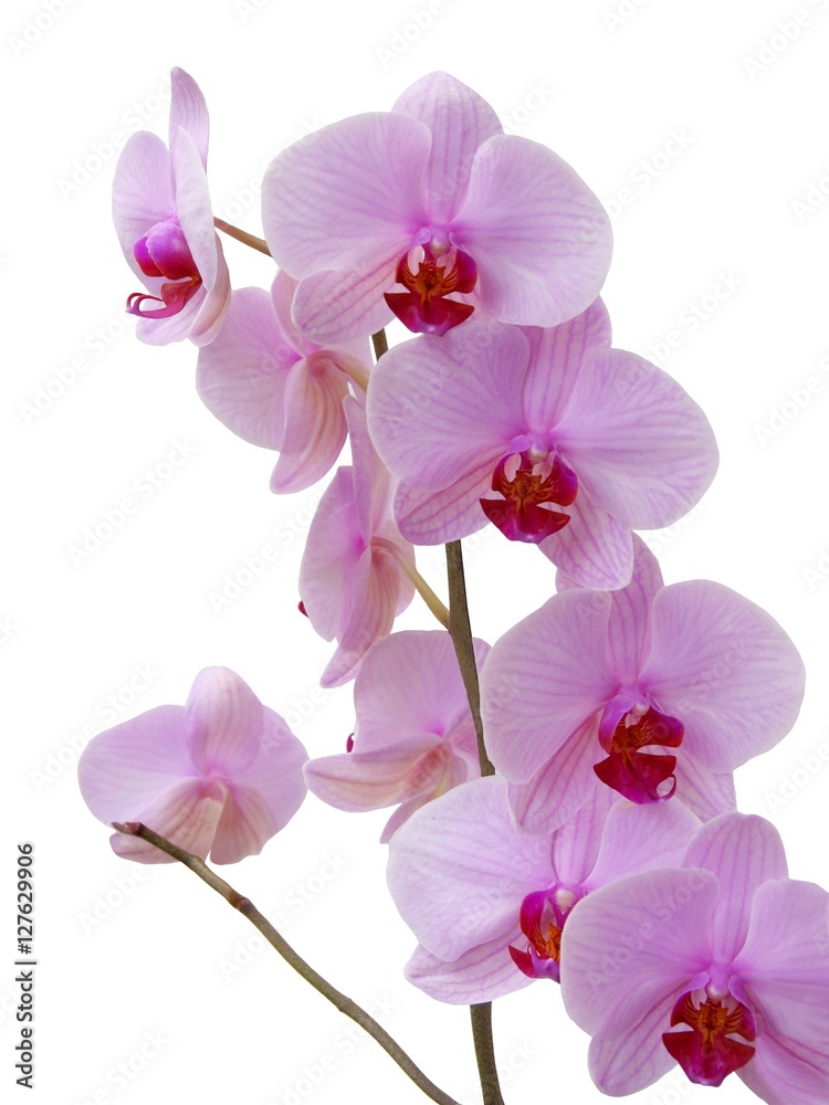 pink and purple flowers of orchid pink and purple flowers of orchid