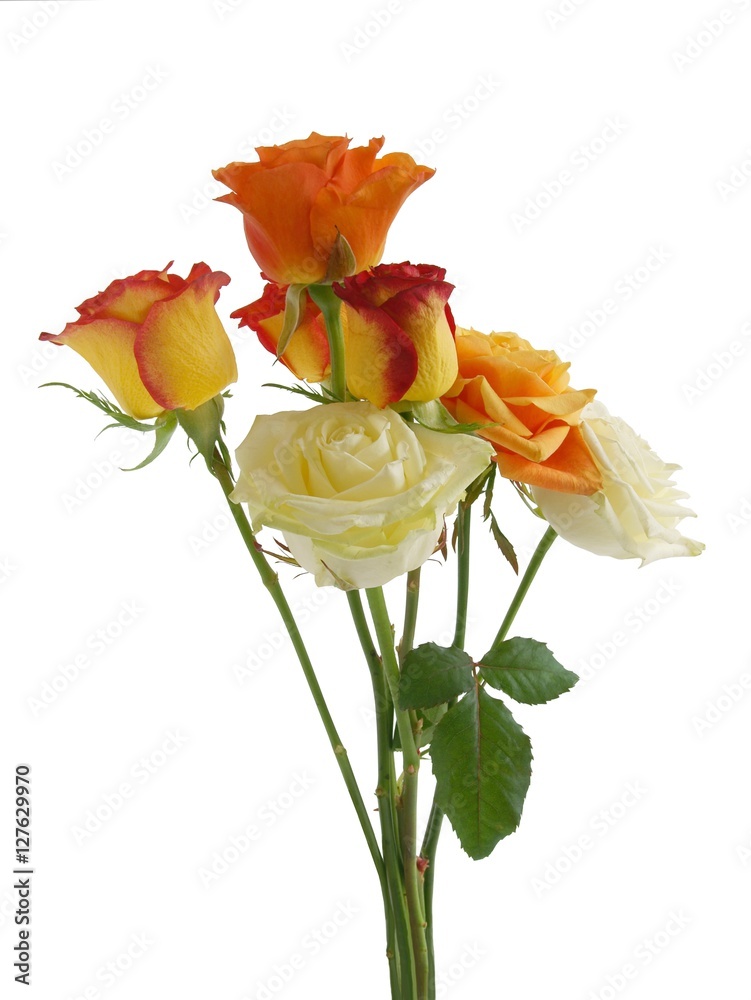 Obraz premium posy of multicolor roses close up isolated