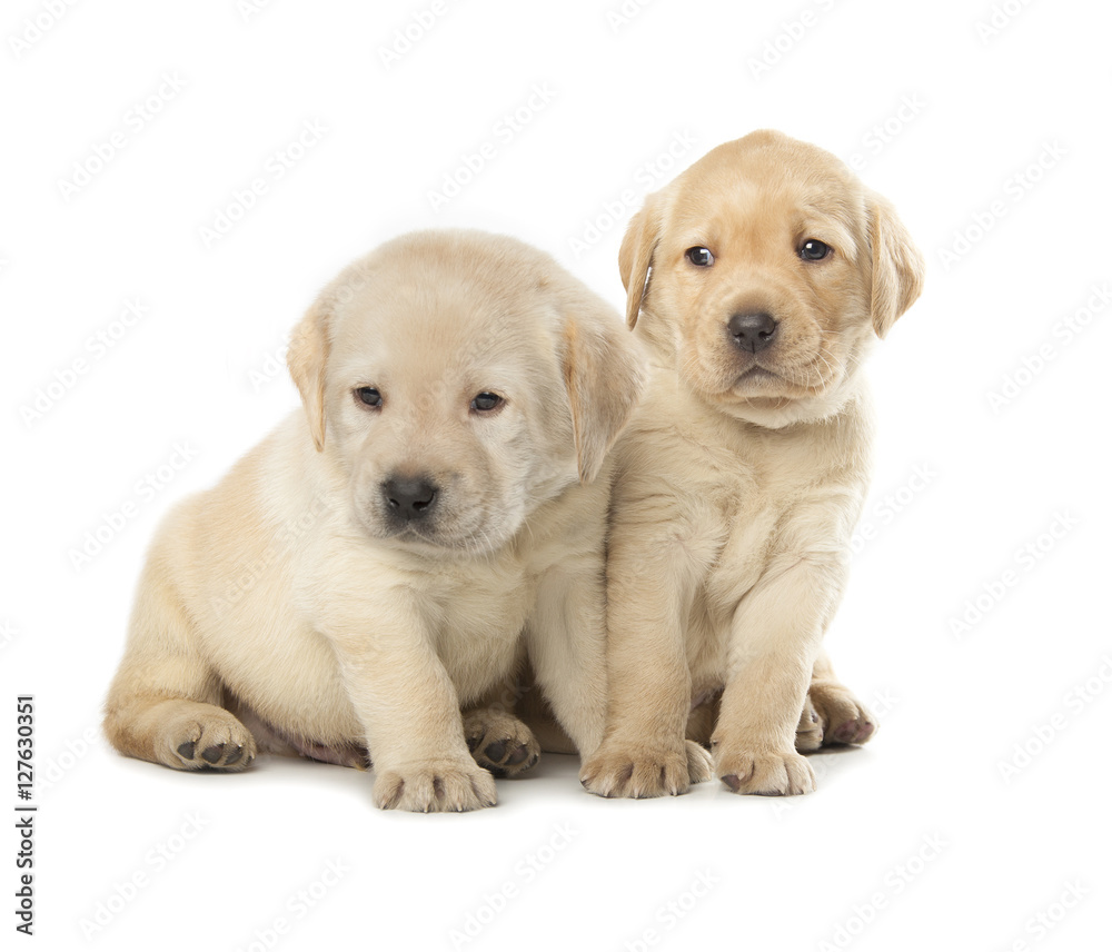 Labrador Retriever puppies