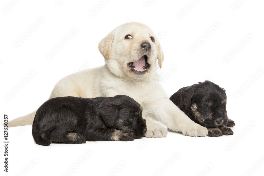 Labrador Retriever and Miniature Schnauzer black puppies Labrador Retriever and Miniature Schnauzer black puppies