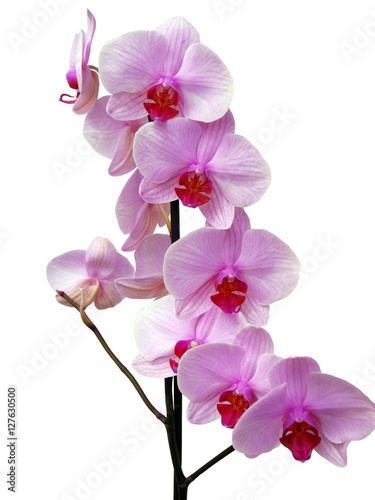 pink and purple orchid close up