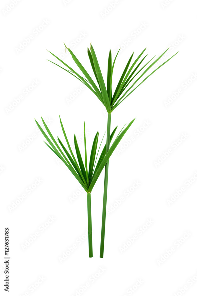 papyrus green plant isolated on white background papyrus green plant isolated on white background