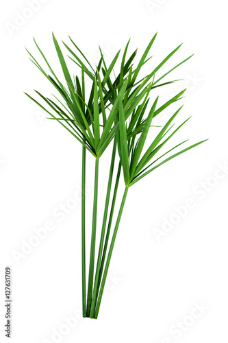 papyrus green plant isolated on white background