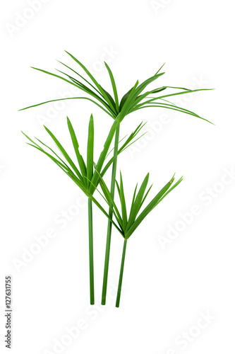 papyrus green plant isolated on white background photo