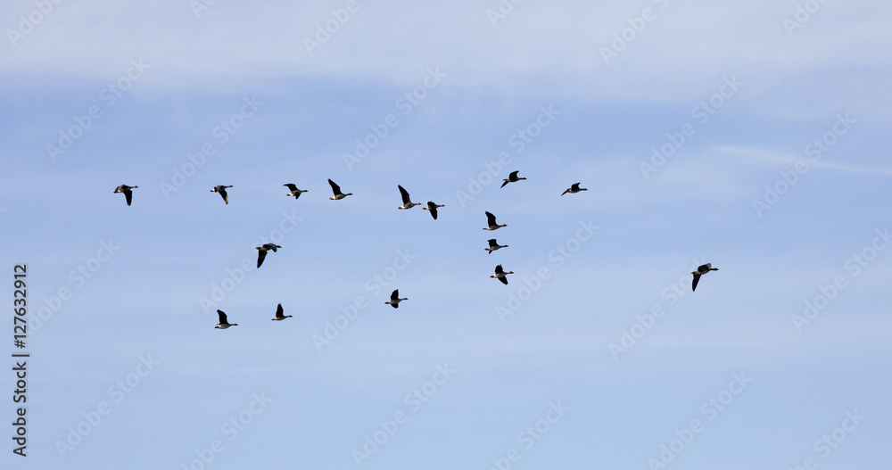 Flying wild geese in sky