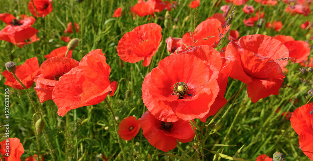 Poppies Poppies