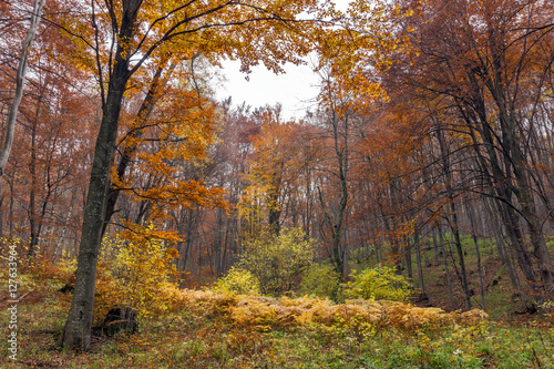 Amazing landscape with Yellow leafs of beech, Vitosha Mountain, Sofia City Region, Bulgaria © Stoyan Haytov