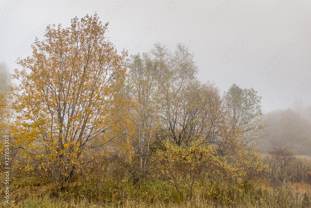 Fototapeta premium Autumn landscape of forest, Vitosha Mountain, Sofia City Region, Bulgaria