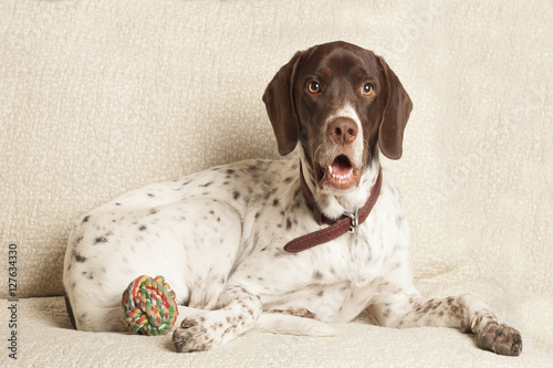 english pointer dog