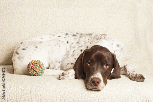 Fototapeta Naklejka Na Ścianę i Meble -  english pointer dog