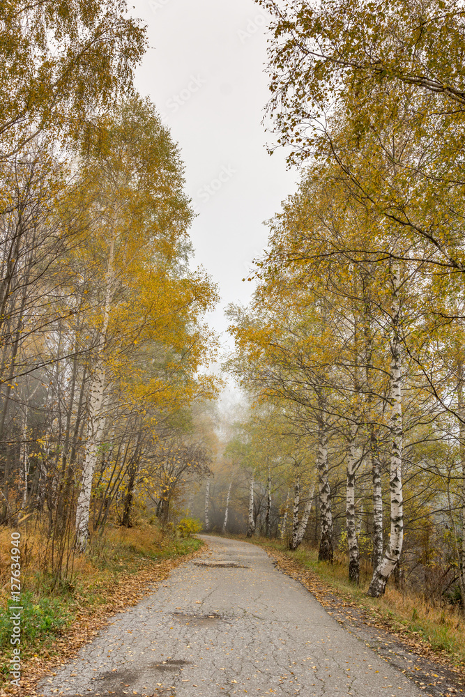 Fototapeta premium Autumn view with birches along the way, Vitosha Mountain, Sofia City Region, Bulgaria