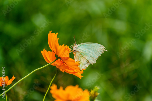 Beautiful Gulf Fritillary butterfly posed on a yellow flower fee photo