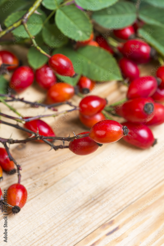 Medicinal plants and herbs composition: Dog rose, bunch branch Rosehips, Different types Rosa canina hips 