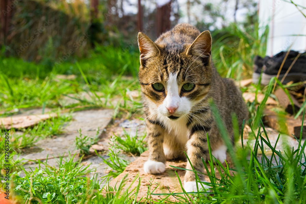 Tabby stray cat waiting for food