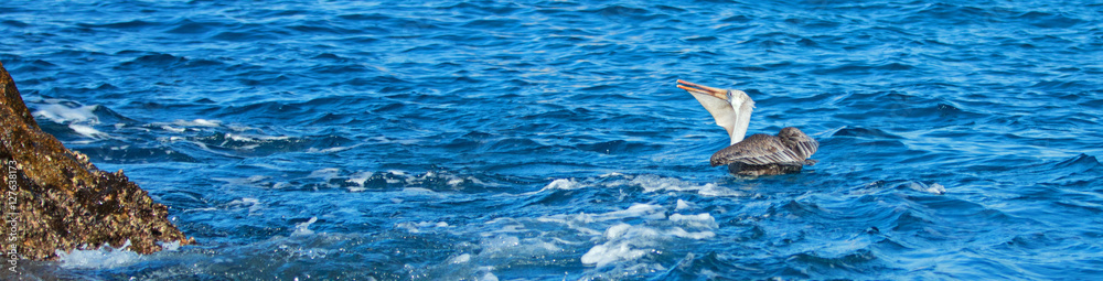 Pelican swalling down a freshly caught fish near Los Arcos / Lands End in Cabo San Lucas Baja Mexico Pelican swalling down a freshly caught fish near Los Arcos / Lands End in Cabo San Lucas Baja Mexico