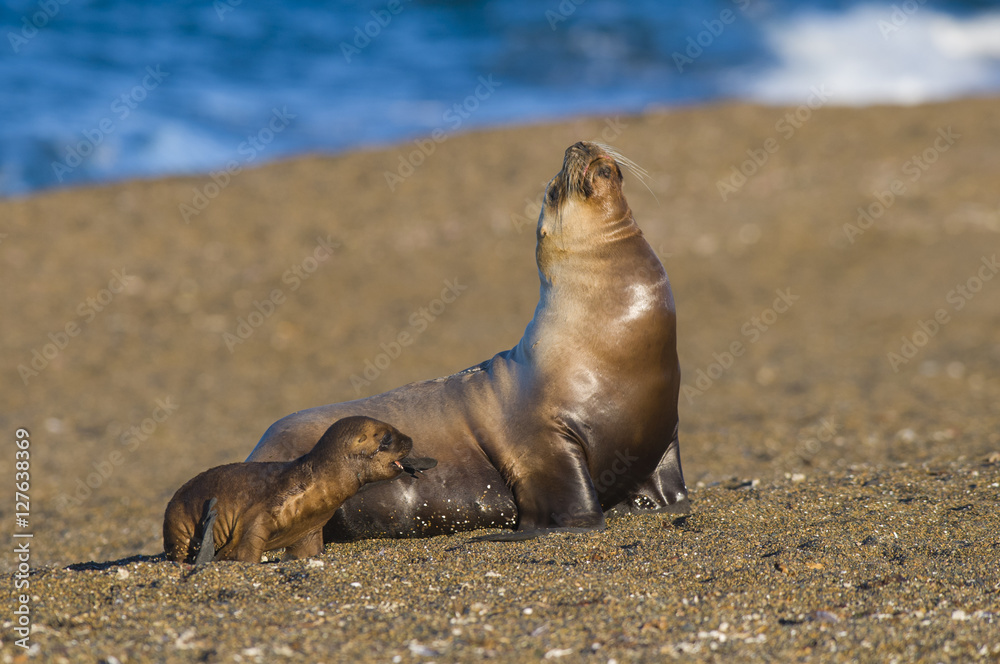 Fototapeta premium Sea Lion , Patagonia , Argentina