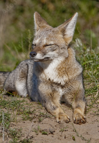 Pamaps grey fox, La Pampa, Argentina