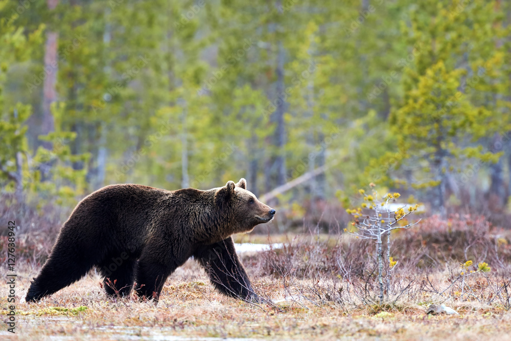 Fototapeta premium Brown bear in the taiga