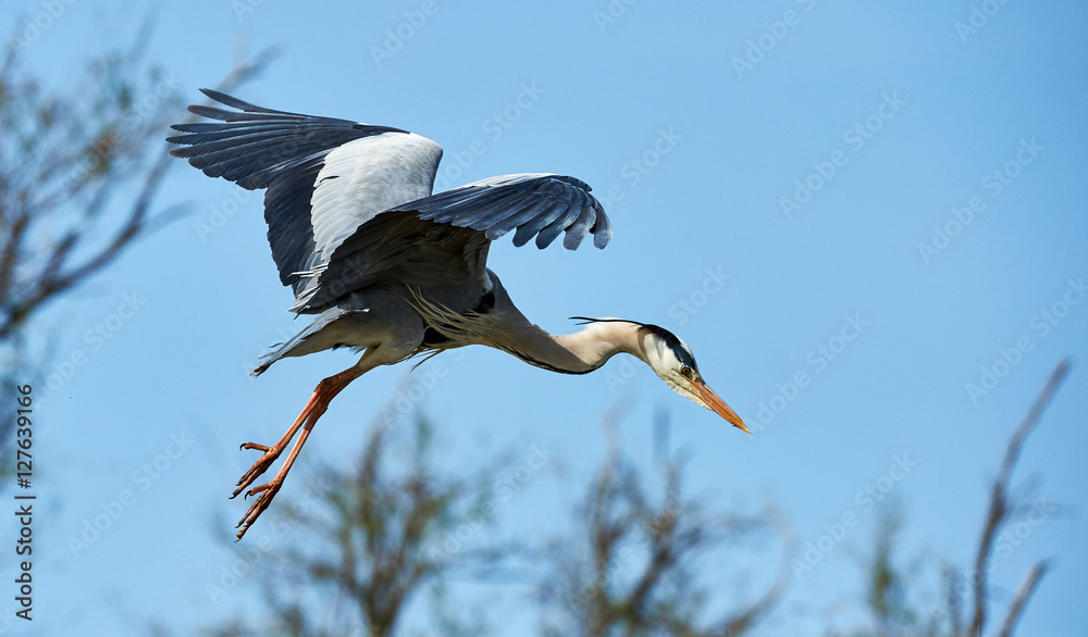 Obraz premium Grey heron in flight