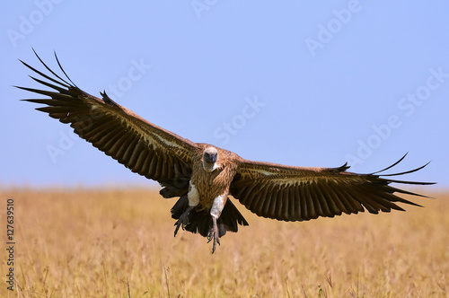 Vulture in landing photo