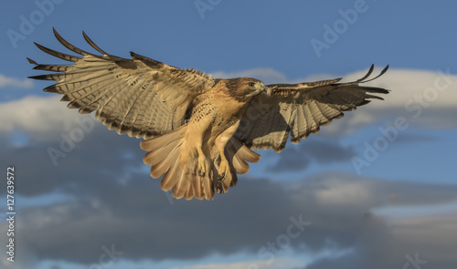 Red-Tail Returning - A well trained red-tailed hawk returns to its perch when summoned just after sunrise.