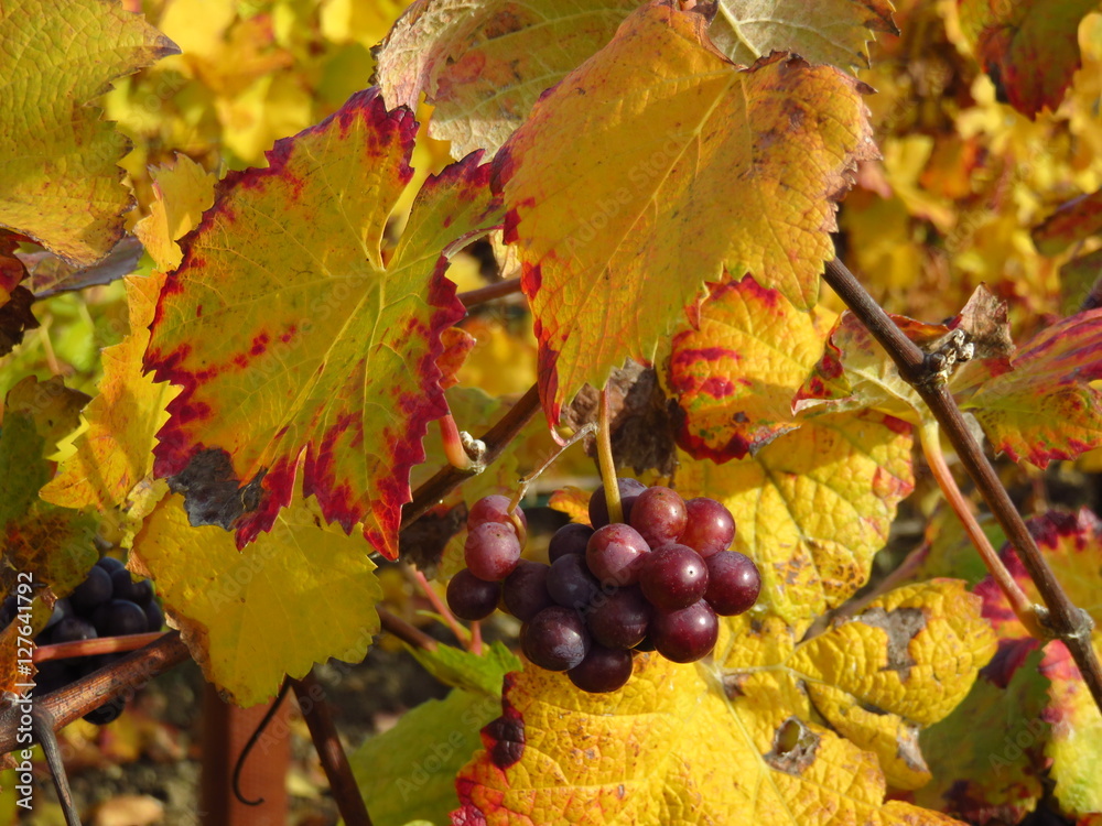 Grappe de raisin en automne