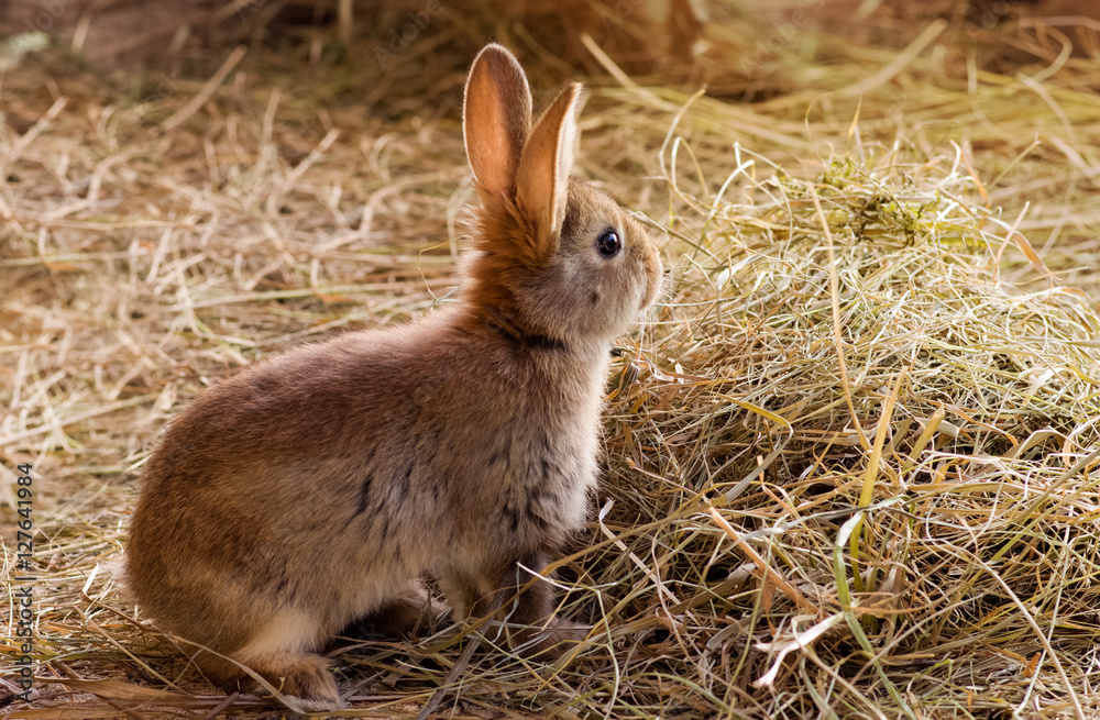Fototapeta premium Red rabbit sitting on the hay
