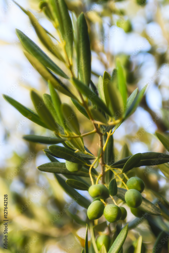 Olives, olive trees, grapevine and vineyards of Dalmatian island Brac, Croatia Olives, olive trees, grapevine and vineyards of Dalmatian island Brac, Croatia