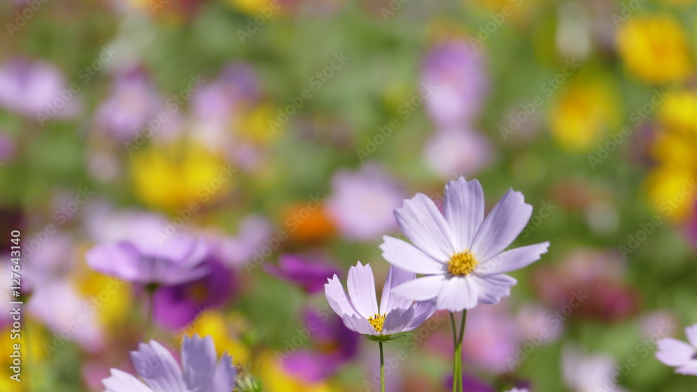 flower garden with very nice weather for background flower garden with very nice weather for background