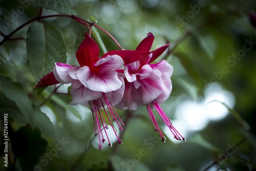 Fuschia photo