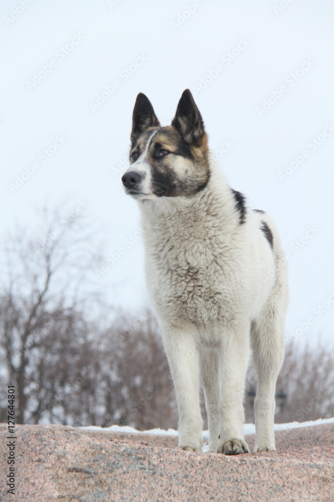 Naklejka premium Белый пёс с торчащими ушами
